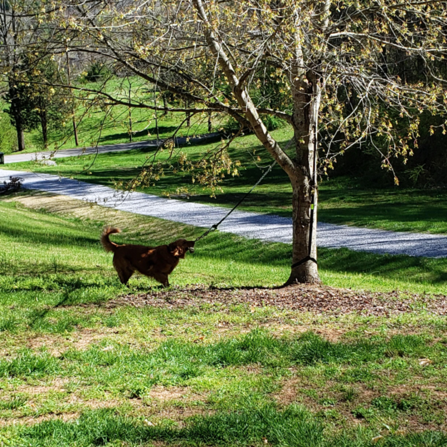 PawTug™ – das ultimative Hundespielzeug