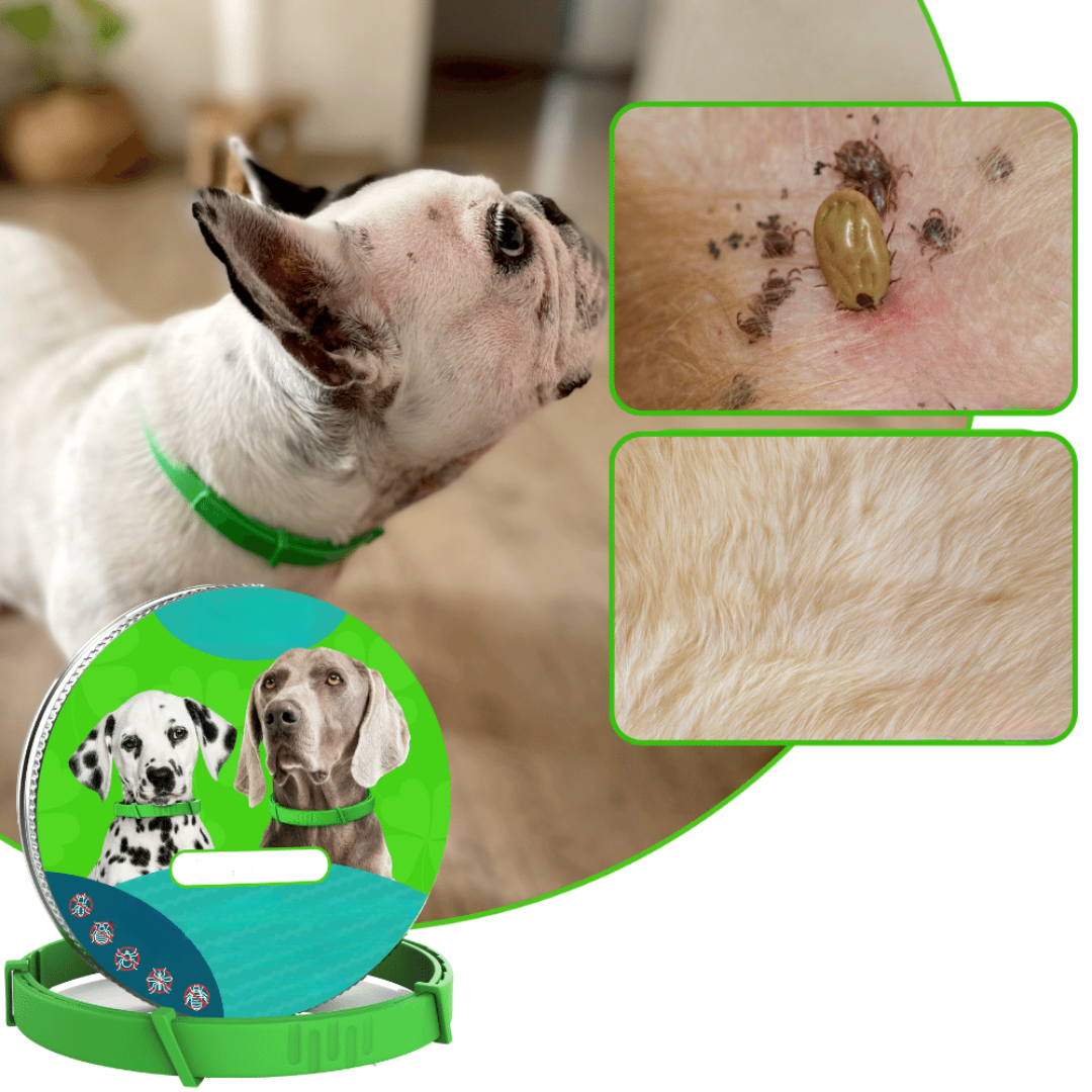 PawLife – 8 Monate lang floh- und zeckenfrei