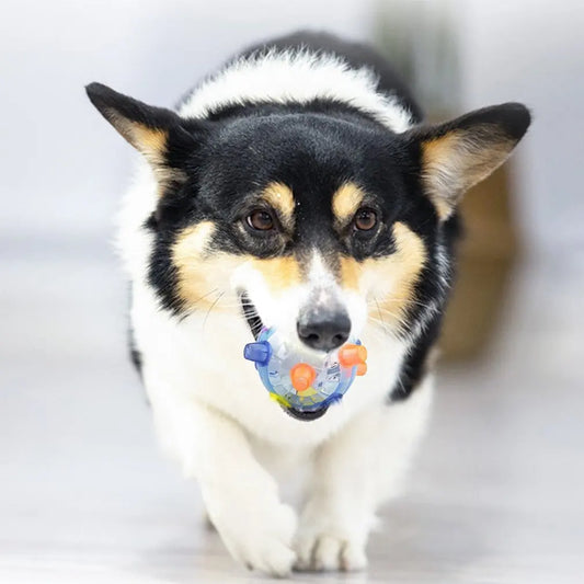 GloeiPaw – das interaktive Hundespielzeug